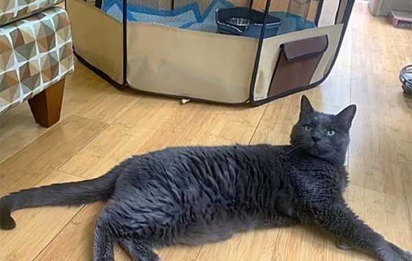 14-year-old-cat-1 (1)