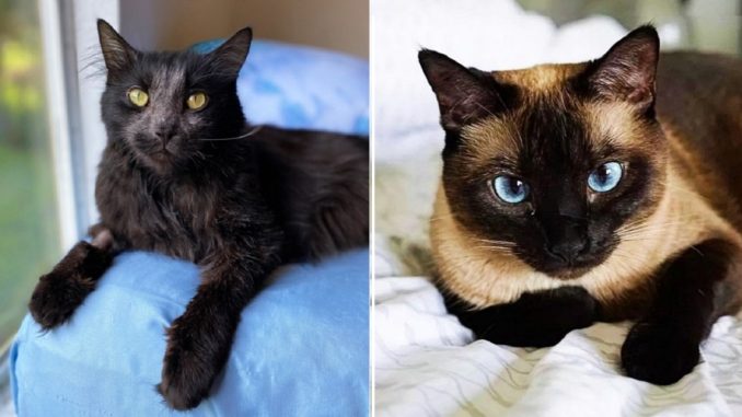 Cute-Cole-Cute-Siamese-wider-pixel