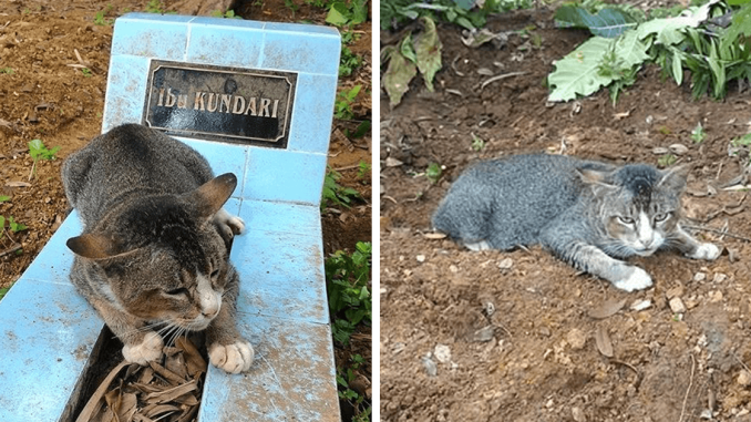 Heartbroken-Cat-Has-Spent-1-Year-By-Her-Owners-Grave
