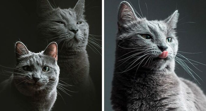 cat-babysitter-friend-photoshoot-fb10-png__700