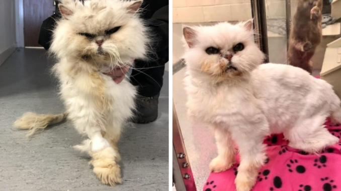 lucy-persian-main