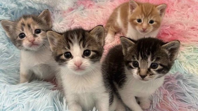 puppy-kitty-nycity-768x566 (1)